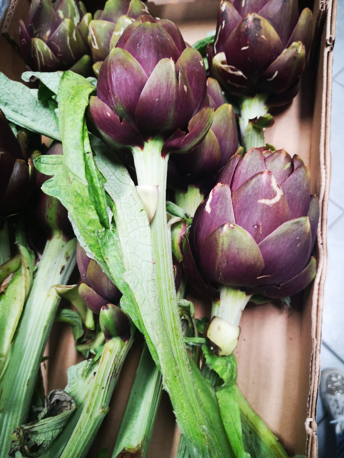 Carciofi Spinosi - I gamma Italia