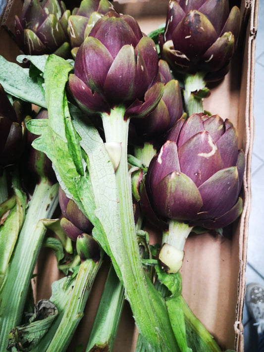 Carciofi Spinosi - I gamma Italia