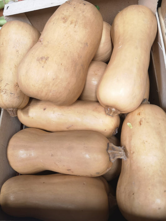 Zucca  butternut - I gamma Italia