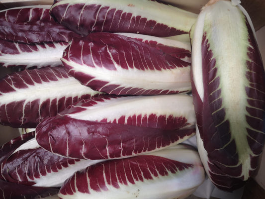 Radicchio lungo - I gamma Italia