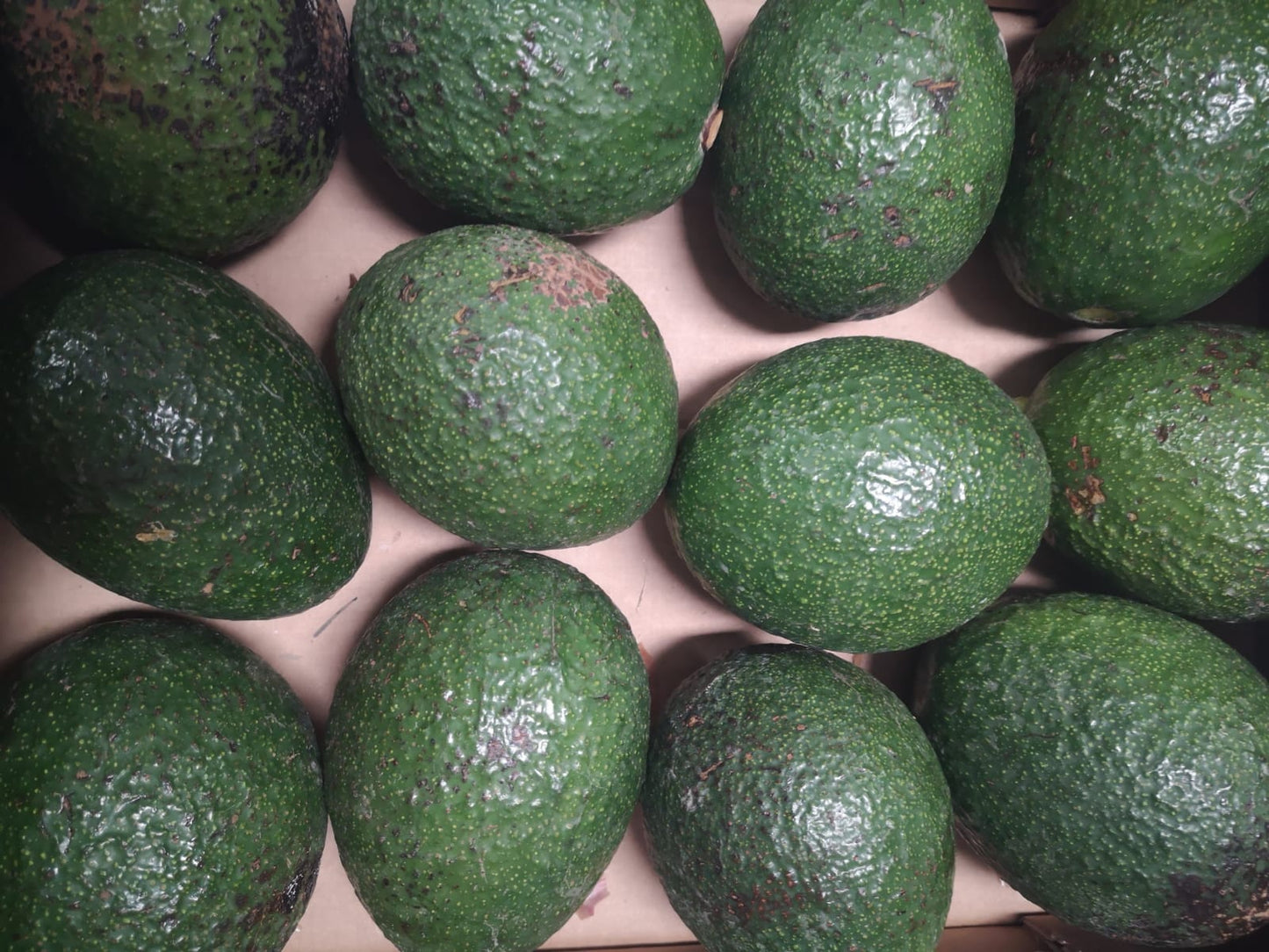 Avocado - I gamma Spagna