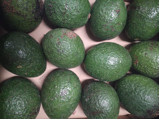 Avocado - I gamma Spagna