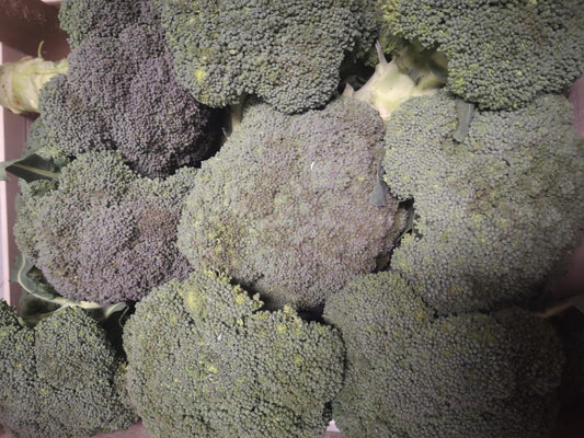 Broccoli - I gamma Italia