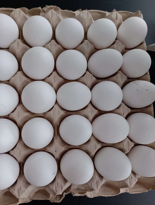 Uova fresche Bio - Italia