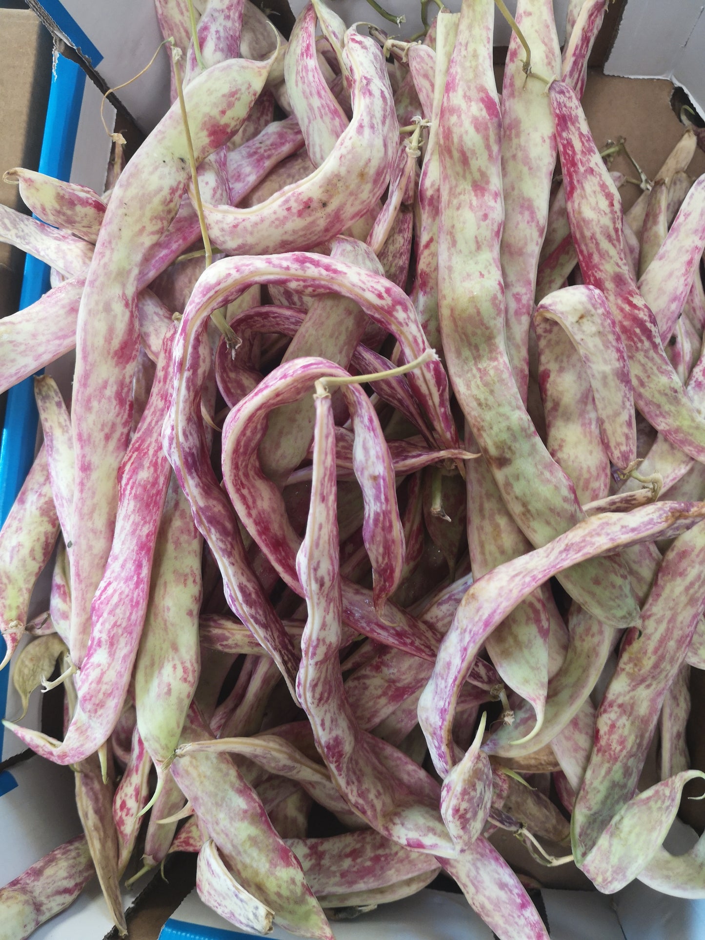 Fagioli Borlotti - I gamma Italia