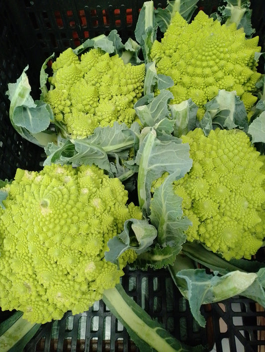 Cavolfiore Romanesco - I gamma Italia