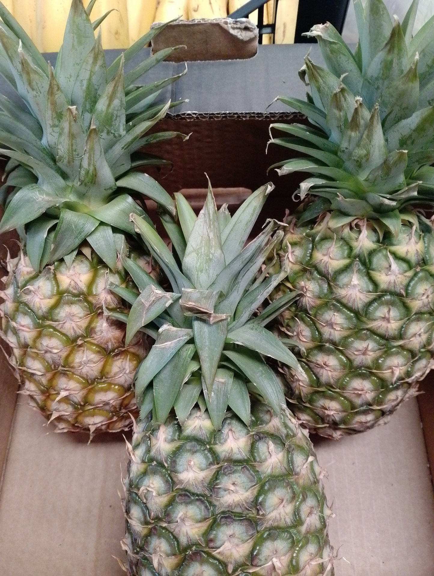 Ananas - I gamma Togo
