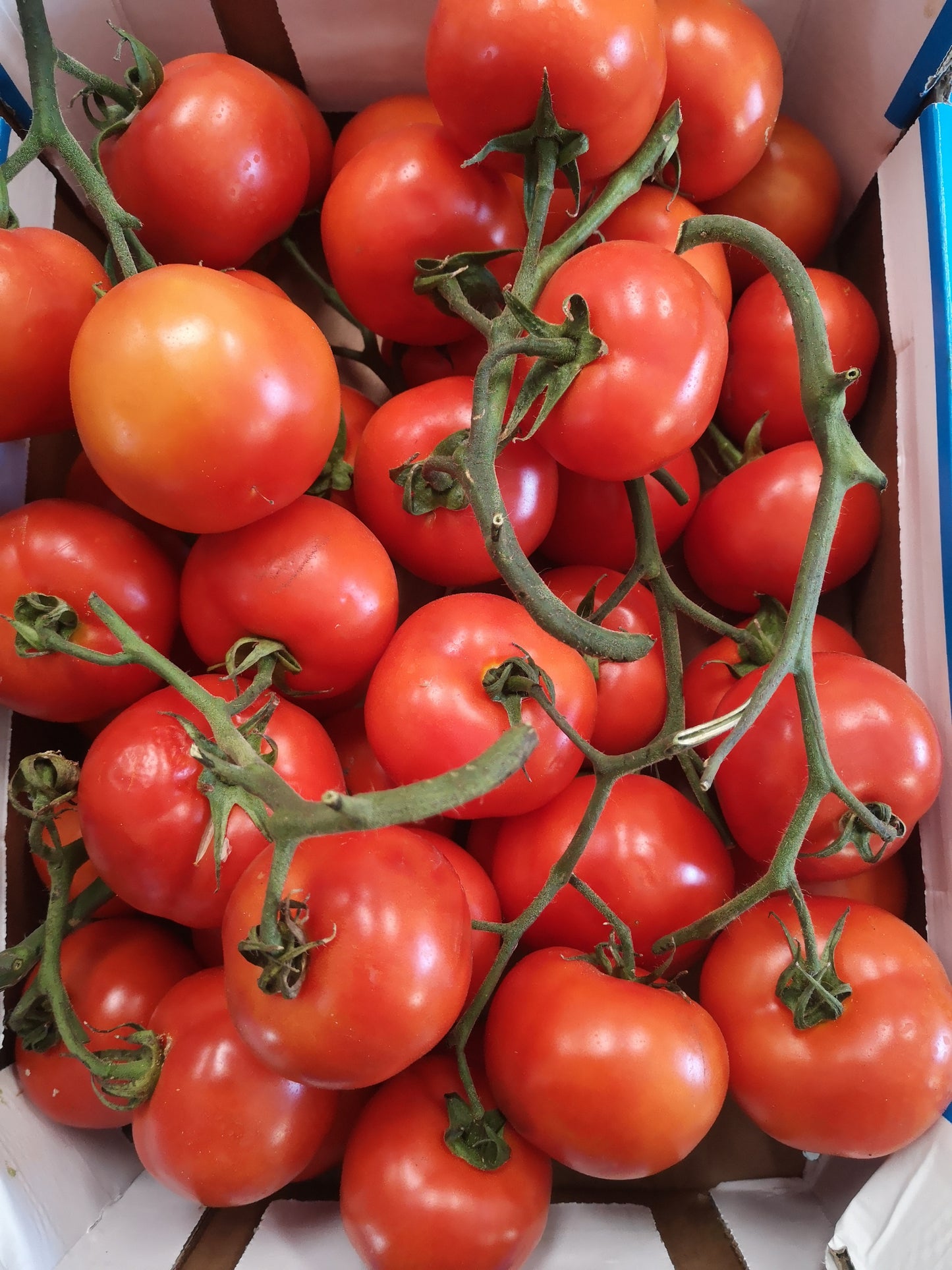 Pomodoro tondo - I gamma Italia