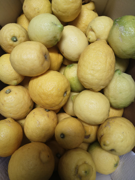 Limoni - I gamma Italia