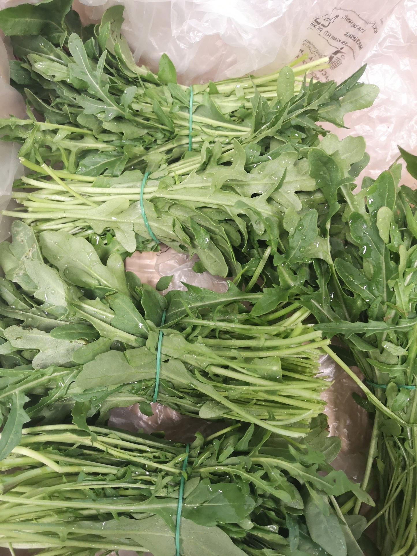 Rucola - I gamma Italia
