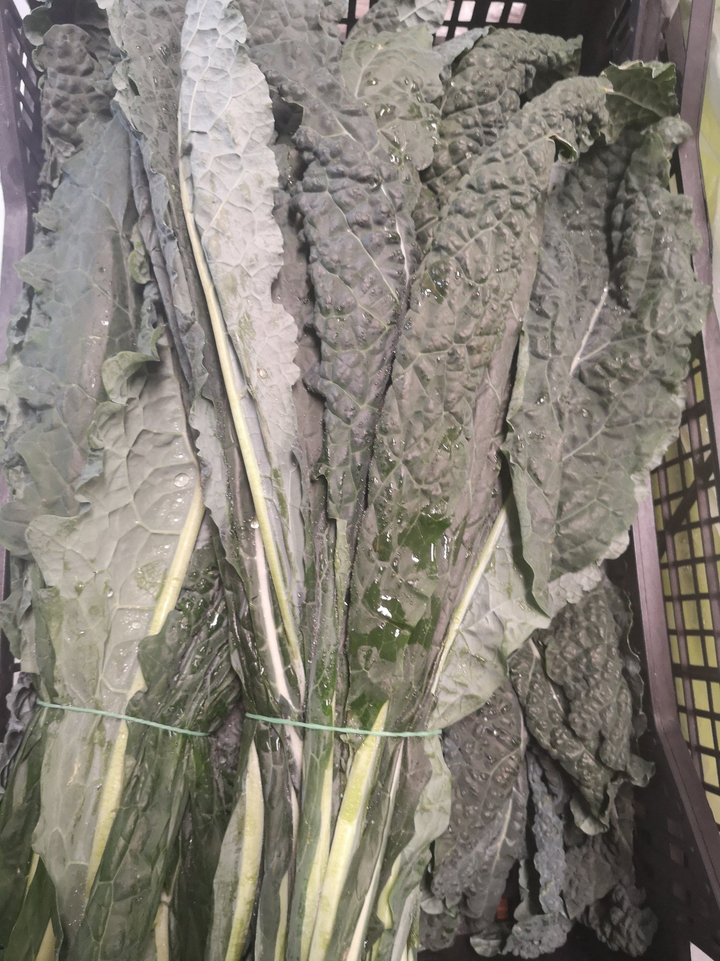Cavolo nero - I gamma Italia