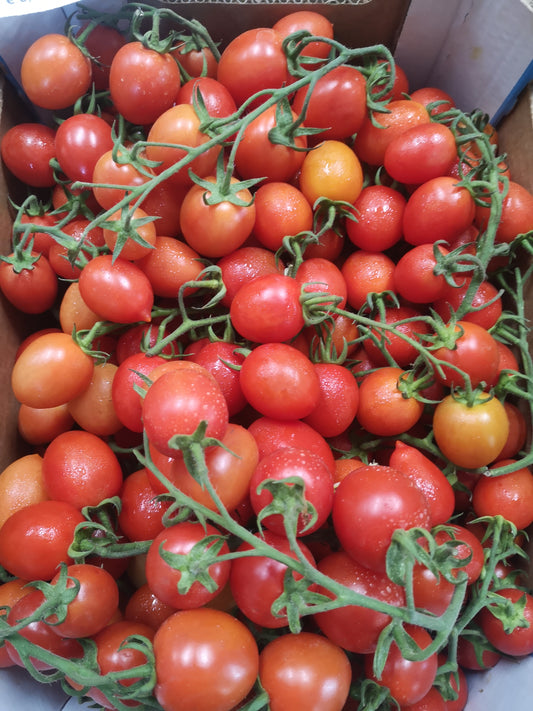 Pomodoro piccadilly - I gamma Italia