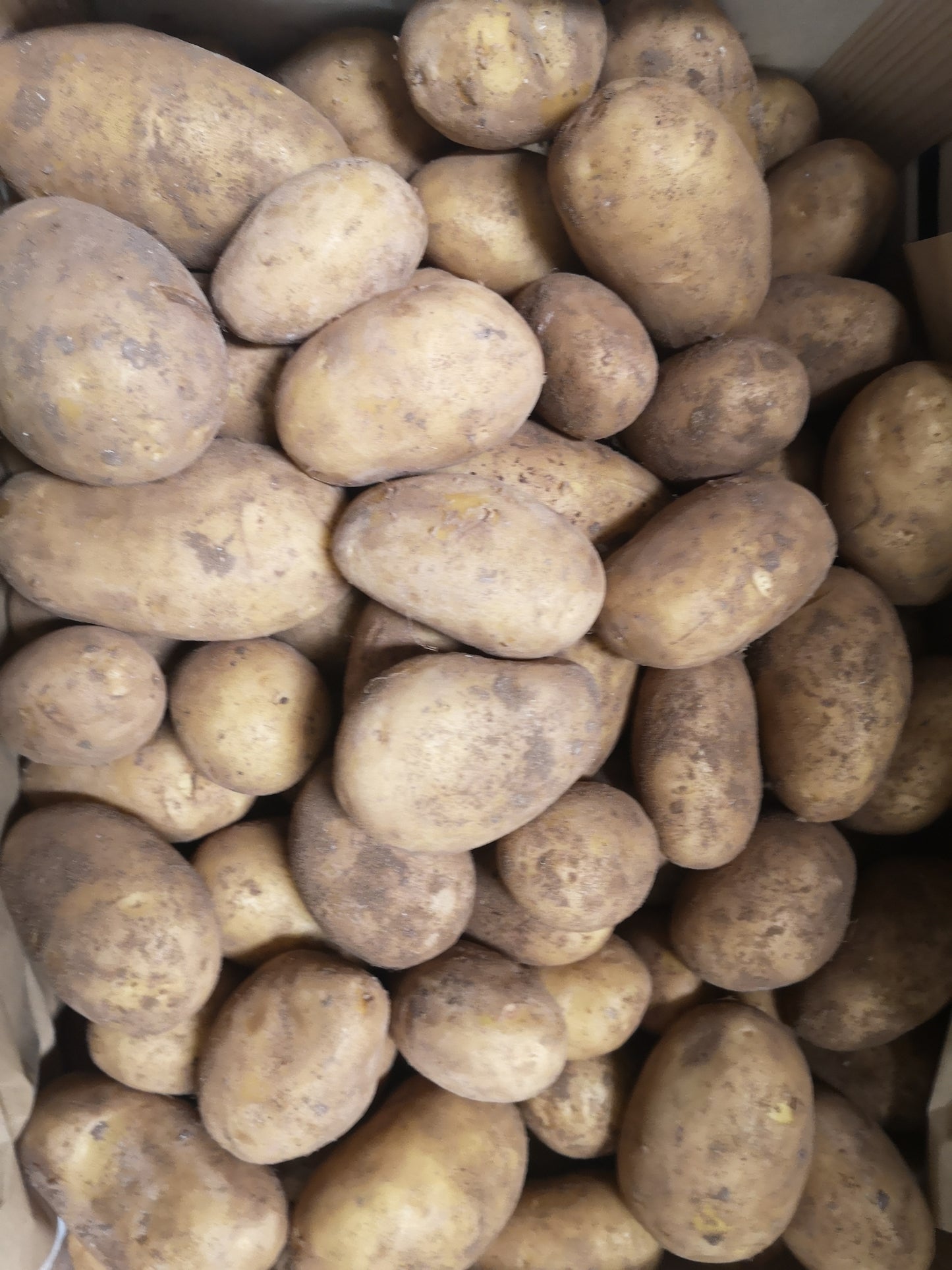 Patate gialle - I gamma Italia
