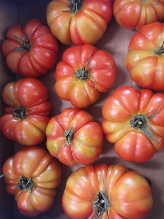 Pomodoro costoluto - I gamma Italia