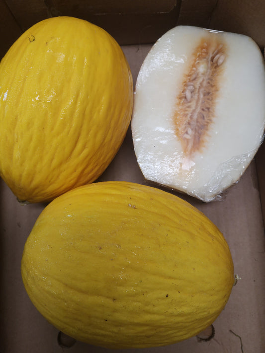 Melone giallo - I gamma Italia