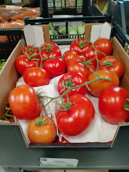 Pomodoro costoluto - I gamma Italia