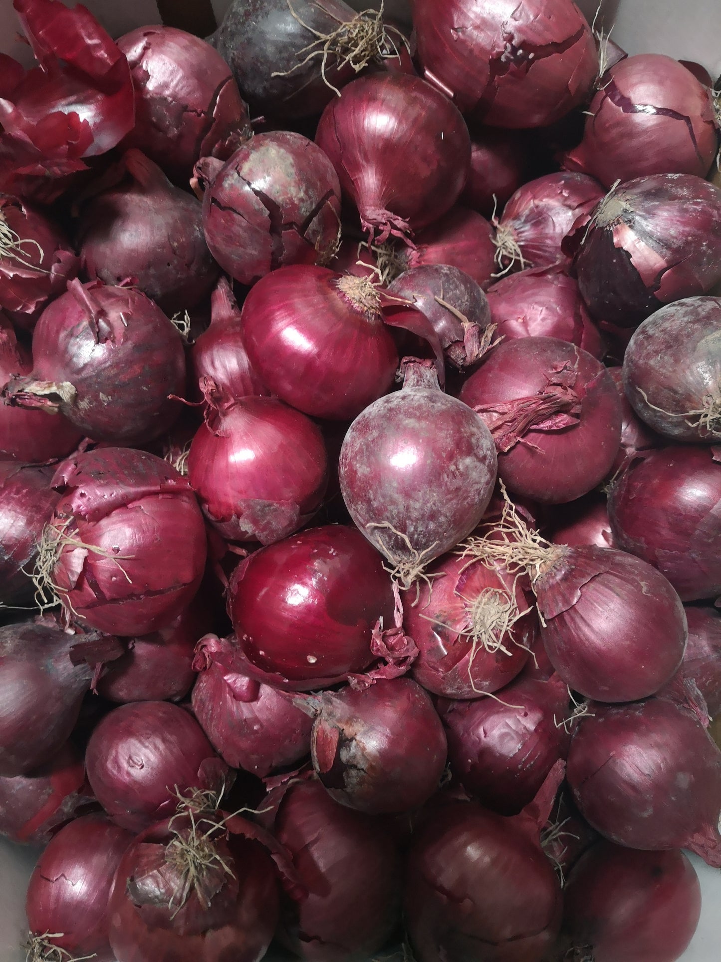 Cipolle rosse - I gamma Italia
