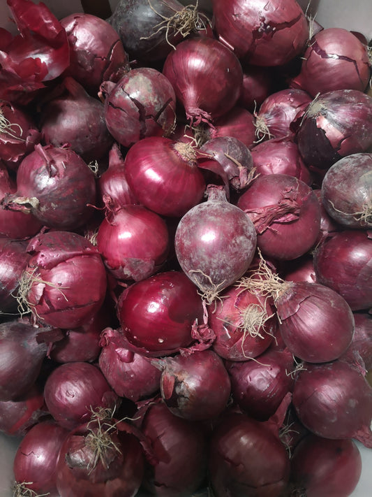 Cipolle rosse - I gamma Italia
